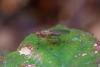 Dryomyza flaveola